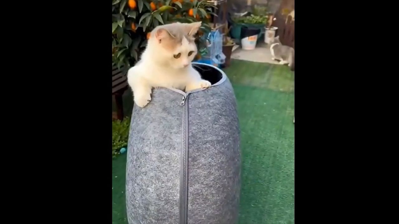 Meow Mates delivers comfort